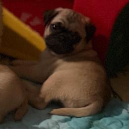 Margo - Fawn female Pug puppy in Saint Pauls, North Carolina from Copperfield’s Goldens