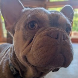 Cozmo - French Bulldog