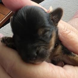 Morkie and Yorkshire Terrier Puppies from Dyer's Beauties