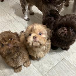 Shih Tzu Puppies from Mosley Kennel Shih Tzu