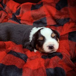 Boy 1 - Black tri male Miniature Australian Shepherd puppy in Arcadia, Indiana from Sunset Cowgirl Mini Aussies