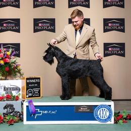 Frannie - Giant Schnauzer