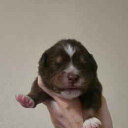 Miniature American Shepherd and Toy Australian Shepherd Puppies from Riverstone Aussies