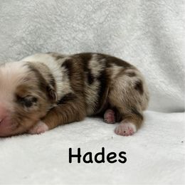Hades - Red merle male Miniature Australian Shepherd puppy in Roseville, California from Golden State Mini Aussies