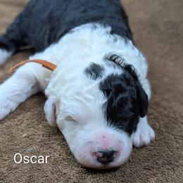 Oscar - Black and white male Sheepadoodle puppy in Seaman, Ohio from Ohio Valley Sheepadoodles