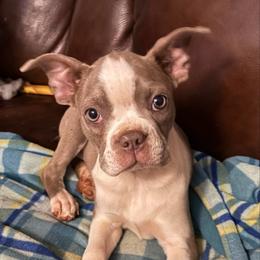 JULIET - Lilac female Boston Terrier puppy in Anderson, South Carolina from Lola’s House of Bostons & Rescue