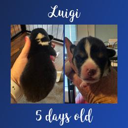 Luigi - Black and tan male Pembroke Welsh Corgi puppy in Dickinson, Texas from Careaga Farms