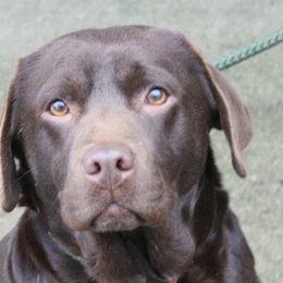 Labrador Retrievers from Bad River Labradors