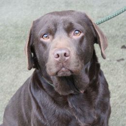 Labrador Retrievers from Bad River Labradors