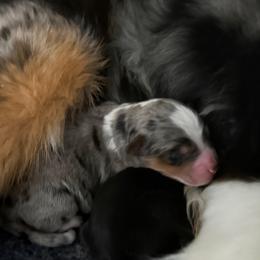 Pippi - Blue merle female Aussiedoodle puppy in Fredonia, Pennsylvania from Drew’s Aussies & Doodles