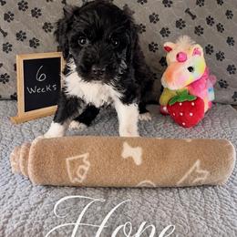 Hope - Black and white female Sheepadoodle puppy in Glen Rose, Texas from Clevenger’s Sheepadoodle Fur Baby Farm