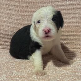White - Gray and white female Old English Sheepdog puppy in Iowa from Midwest Puppy Paws