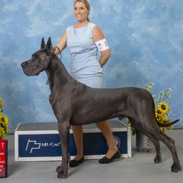 Saul - Great Dane
