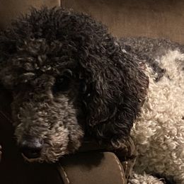 Poodles from M & G Farms Poodle Party