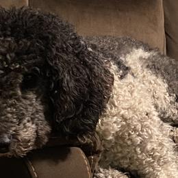 Poodles from M & G Farms Poodle Party