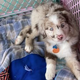 Australian Shepherd Puppies from Forgotten Coast Australian Shepherds