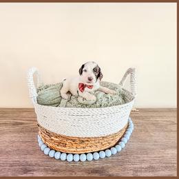 Flint - Brown and white male Bernedoodle puppy in Lake City, Florida from 224 Doodles and Poodles