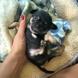 AKC Boy 2 - Black and tan male Chihuahua puppy in Anoka, Minnesota from Anoka County MN AKC Chihuahuas