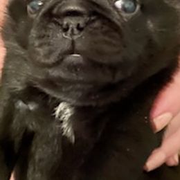 Pugs from RD Pugs