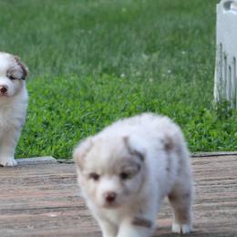 Australian Shepherd Puppies from Starlit Grove Australian Shepherds