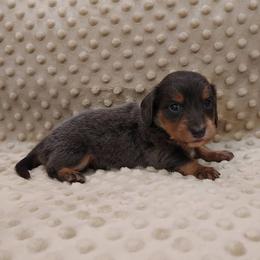 Puppy 2 - Blue and tan male Dachshund puppy in Krum, Texas from Dots N Spots Dachshunds