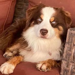CHROME - Miniature Australian Shepherd
