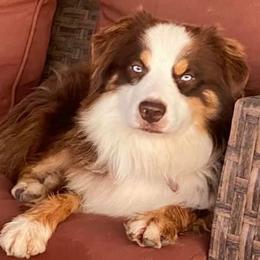 CHROME - Miniature Australian Shepherd