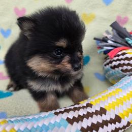 Ace - Black and tan male Pomeranian puppy in Wimberley, Texas from Pitter Patter Poms