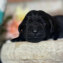 Peach - Black female Labrador Retriever puppy in Dixon, California from Rosslyn Labradors (Rose-Line)