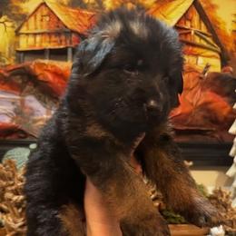 3rd Pick - Black and red female German Shepherd puppy in Snohomish, Washington from Wataha Shepherds