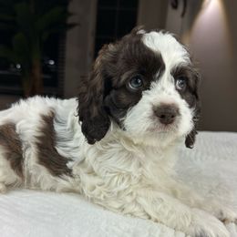Girl 3 - Cockapoo puppy in Queens, New York from The 2 Musketeers_Cockapoos