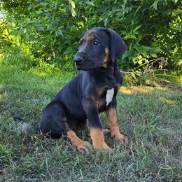 Black collar - Black female Great Dane puppy in Ulen, Minnesota from Hogenson Family Farm