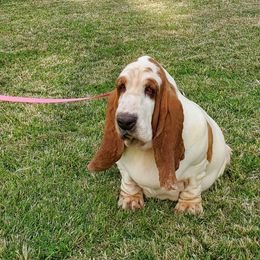 Pinta - Basset Hound