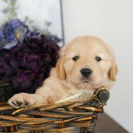 Ms Yellow - Golden female Golden Retriever puppy in Moapa, Nevada from Little Bitta Luck Farms