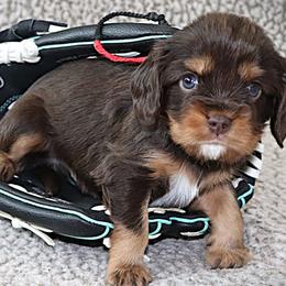 Dreamcatcher Red - Chocolate male Cavalier King Charles Spaniel puppy in Gulfport, Mississippi from Gulf Coast Cavaliers