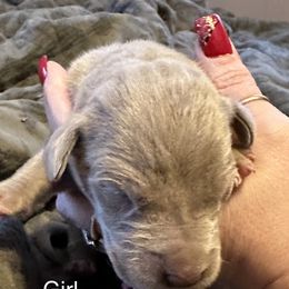 Girl 2 - Great Dane puppy in Pennsylvania from Pocono Mountain Great Danes