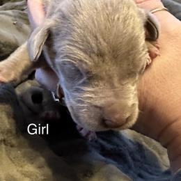Girl 2 - Great Dane puppy in Pennsylvania from Pocono Mountain Great Danes