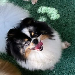Cali - Pomeranian