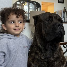 Cane Corso and Shih Tzu All Grown Up from Kandyz Kennel