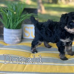 Bernedoodle Puppies from Cobble Creek Puppies