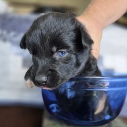 Lyra - Black & white female Australian Shepherd puppy in Wrightsville, Georgia from Wild Magnolia Farms Aussies