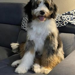 Assorted Doodle Crosses, Bernedoodle, and Goldendoodle All Grown Up from Texas Doodle Dandies