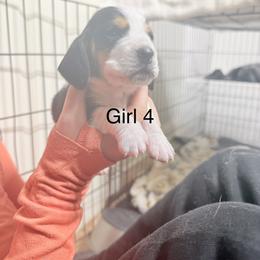 Girl 4 - Black brown and white female Basset Hound puppy in Brandon, Mississippi from Milton’s Bassets