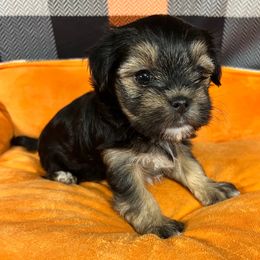 Nebula - Black and tan female Morkie puppy in Stockbridge, Georgia from Jenn’s Georgia Morkies and Biewer Terriers
