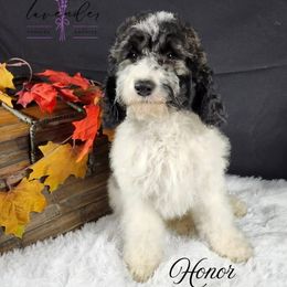 Honor - Sable and white male Cockapoo puppy in Mancelona, Michigan from Lavender poodles & doodles