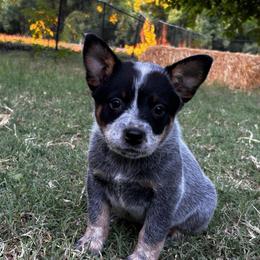 Sugar - Blue speckled female Australian Cattle Dog puppy in Red Bluff, California from Route 99 Heelers