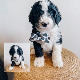 Chandler - Black and white male Sheepadoodle puppy in Republic, Missouri from DOOD & Co