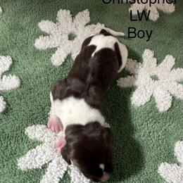 Christopher - Liver and white male German Shorthaired Pointer puppy in Aitkin, Minnesota from Whispering’s GunDogs