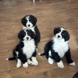 Bella - Black and white female Bernedoodle puppy in Owenton, Kentucky from Elagant Acres