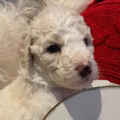 Girl Periwinkle - Pyredoodle puppy from Kiki’s Farm
